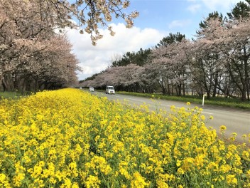 【菜の花ロード】…ゴールデンウィーク休暇のお知らせ